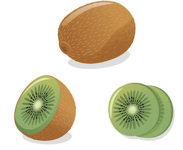 ilustrações, clipart, desenhos animados e ícones de kiwi vetor - fruta kiwi