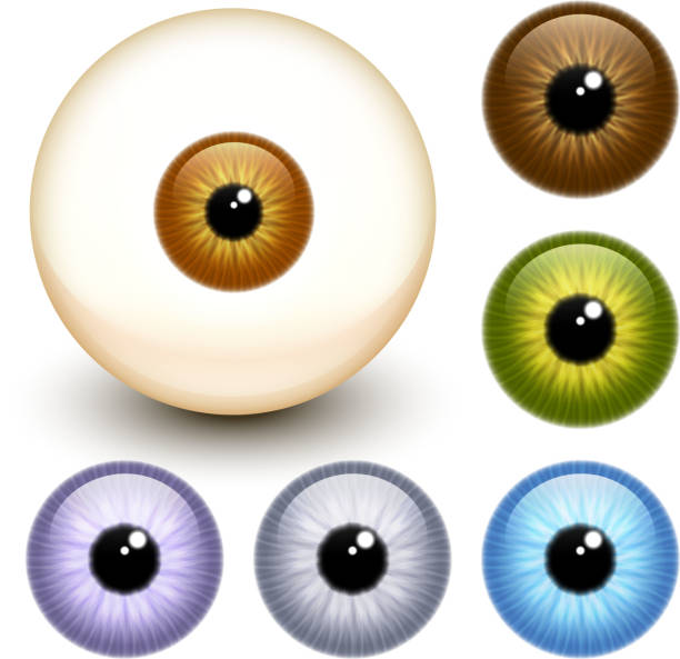 ilustraciones, imágenes clip art, dibujos animados e iconos de stock de realista ojo de globo ocular - brown eyes