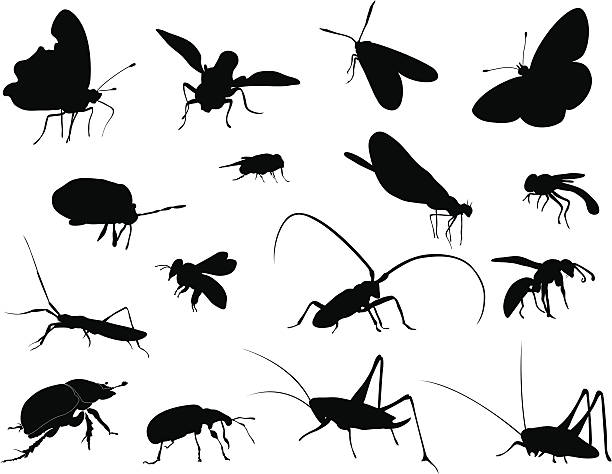 ilustraciones, imágenes clip art, dibujos animados e iconos de stock de siluetas-insectos - mosca insecto ilustraciones