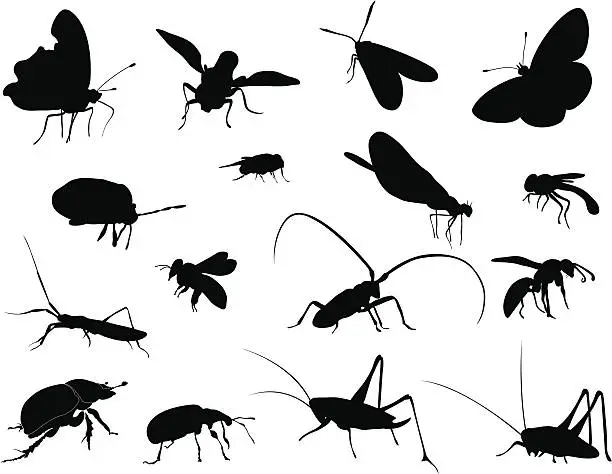 Vector illustration of Silhouettes - Insects