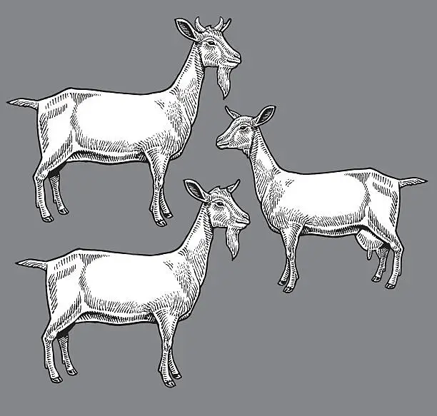 Vector illustration of Goats - Farm Animals