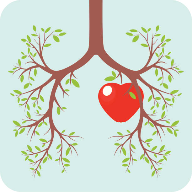 концепция легких и сердца - human lung breathing exercise tree human heart stock illustrations