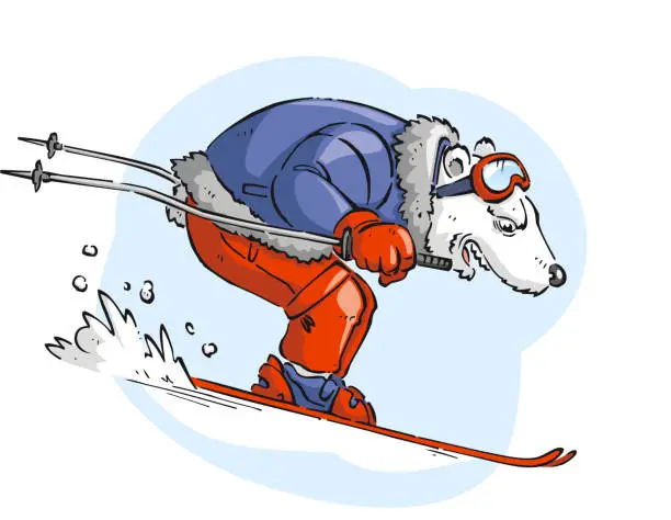 Vector illustration of Polar bar skiing with blue jacket and red pants snow