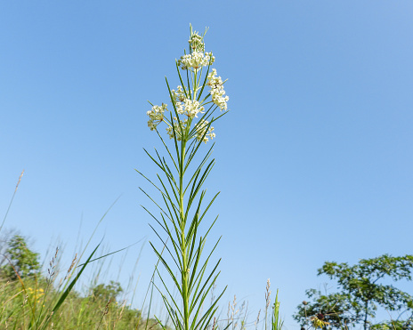 Asclepias verticillata (Whorled Milkweed) Native North American Prairie Wildflower