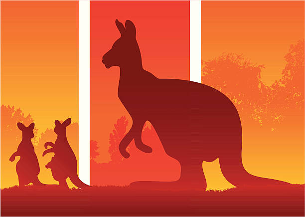 Silhouette of Kangaroos in the australian wild bush Kangaroos in the australian outback in hot day silhouette. joey stock illustrations