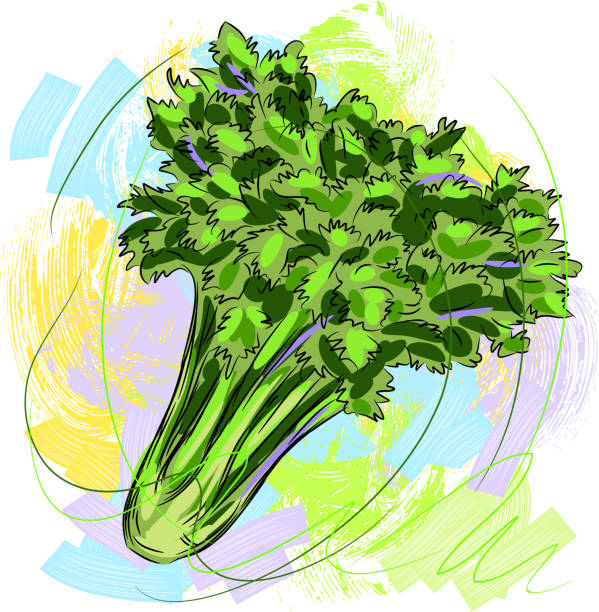 seler - celery vegetable illustration and painting vector stock illustrations