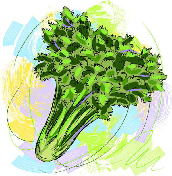 сельдерей - celery vegetable illustration and painting vector stock illustrations