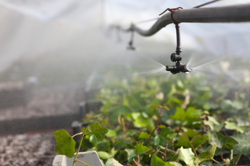 Irrigation in the greenhouse. Mist spray in action to irrigate by fog a greenhouse.
