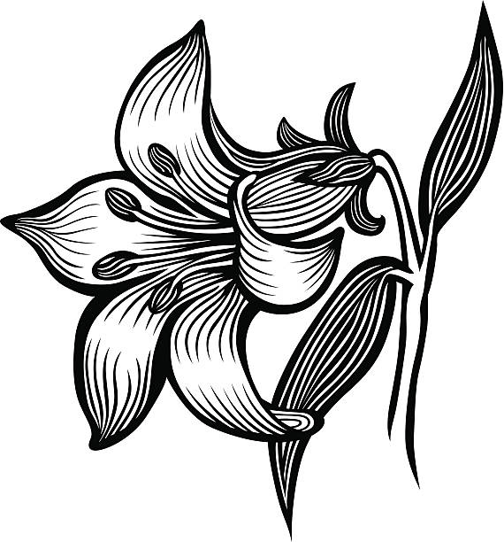 lily - madonnenlilie stock-grafiken, -clipart, -cartoons und -symbole