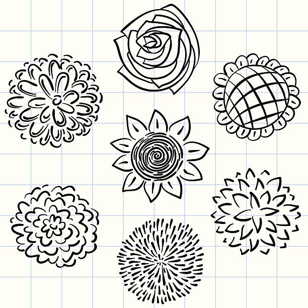 illustrations, cliparts, dessins animés et icônes de collection de fleurs en noir et blanc - flower head sunflower chrysanthemum single flower