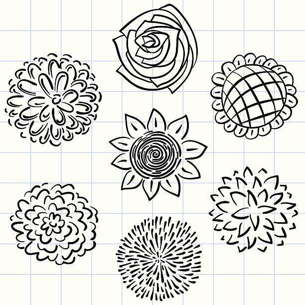 Flowers collection in black and white Flowers collection in sketch style，black and white. wild chrysanthemum stock illustrations