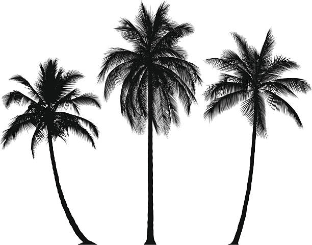 bardzo szczegółowe palmy - palm stock illustrations