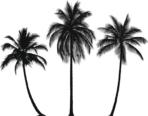 Incredibly Detailed Palm Trees Each leaf has been slavishly traced to give high detail. coconut palm tree stock illustrations