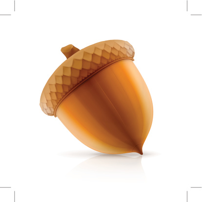 Classical acorn isolated on white. 10EPS illustration with transparency and blends effects, contains opacity mask.