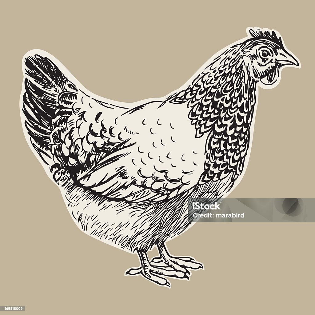 hen Hand drawn illustration of a nice hen as a vector rendering. Chicken - Bird stock vector
