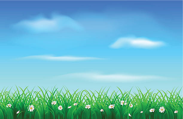 잔디, 꽃 및 스카이 - chammomile stock illustrations