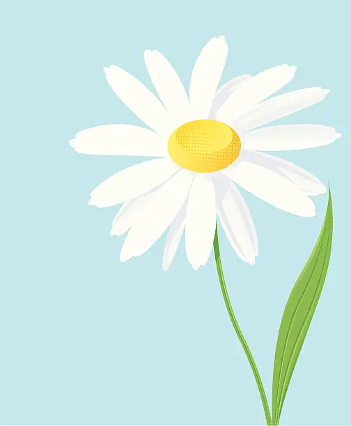 Vector illustration of Daisy