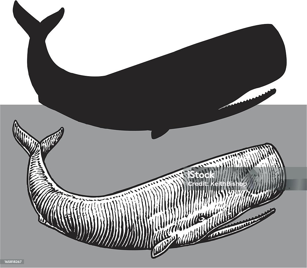 Cachalot-Sea Life - clipart vectoriel de Baleine libre de droits