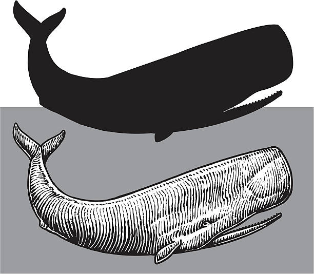 향고래-바다빛 생은 - sperm whale stock illustrations