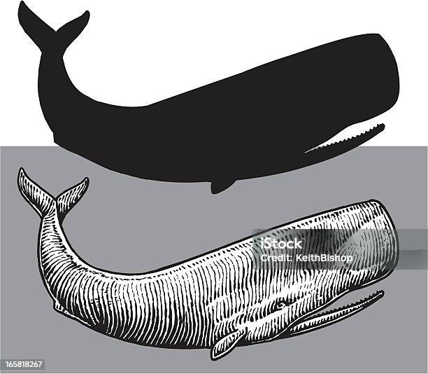 향고래바다빛 생은 고래에 대한 스톡 벡터 아트 및 기타 이미지 - 고래, 향고래, 일러스트레이션