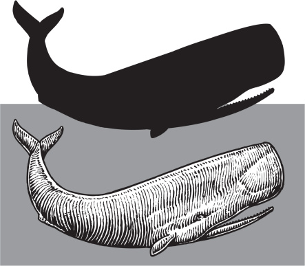 Sperm Whale - Sea Life