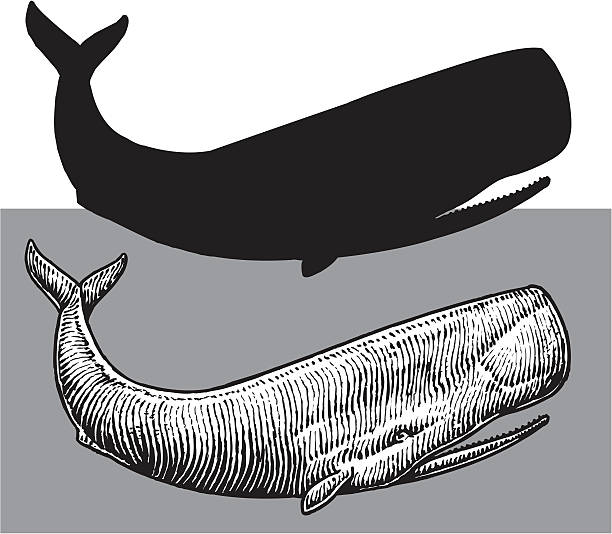 Sperm Whale - Sea Life Pen and ink style illustration of a sperm whale or sea life. Check out my "Nautical & Beach" light box for more. sperm whale stock illustrations