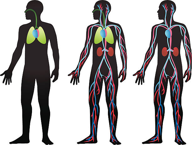 krążenie krwi - human blood vessel human artery human cardiovascular system human vein stock illustrations