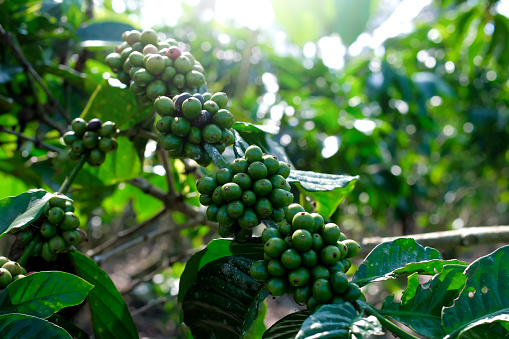 Coffee beans hanging on a branch in the plantation, Coffee cherries are almost ready to enter the harvest season