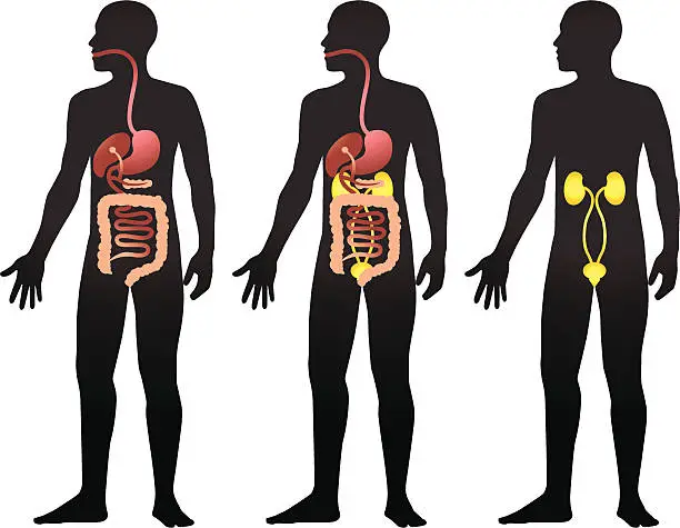 Vector illustration of Digestion
