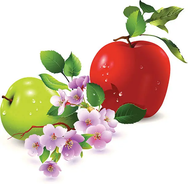 Vector illustration of Apples and flowers