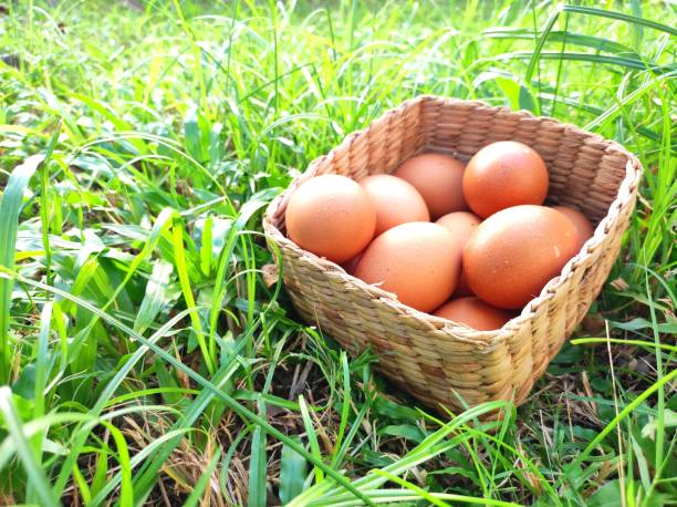 istock Fresh eggs in the basket that was placed on the grass 1658193811