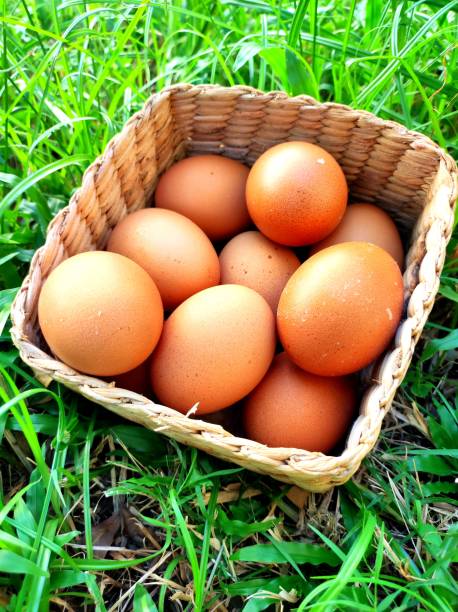 istock Fresh eggs in the basket that was placed on the grass 1658193821