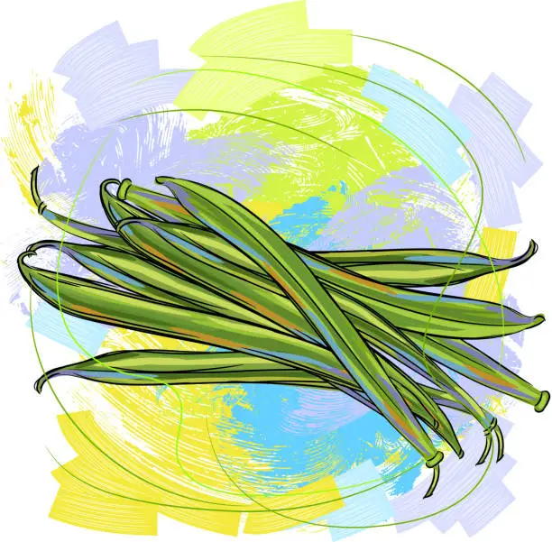 Vector illustration of Green Beans