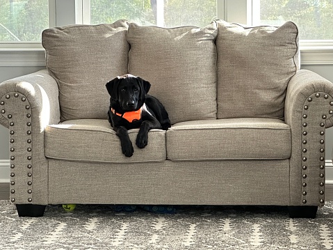 Black Labrador in sofa