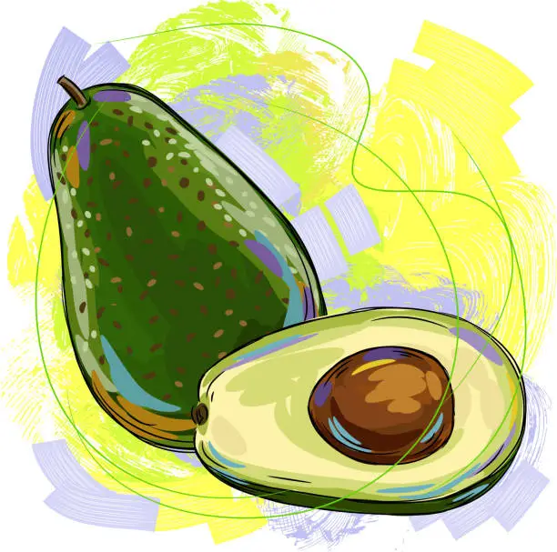 Vector illustration of Avocado