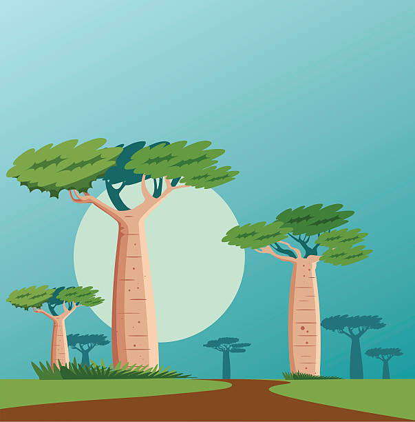 baobab - african baobab stock illustrations