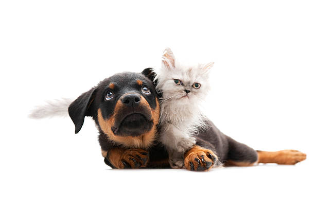 istock beautiful cat and dog 165820520