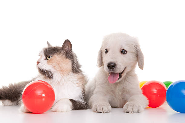 istock beautiful cat and dog 165820523
