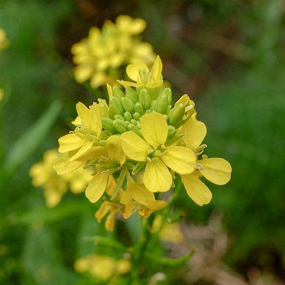 yellow flowers from mustard greens blooming in the yard