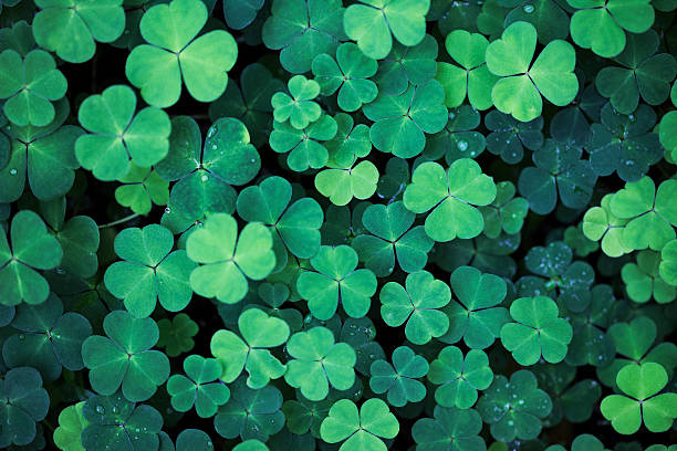 Clover Field Background Clover field background. shamrock stock pictures, royalty-free photos & images