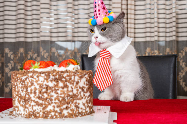 istock cute british shorthair cat celebrating her birthday horizontal composition 1658228003