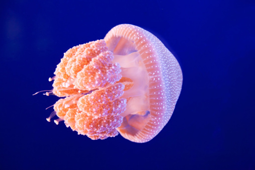 A pink jellyfish swimming