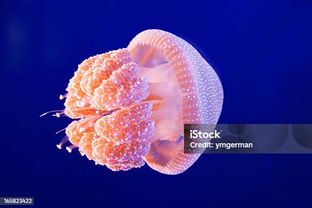 Jellyfish Stock Photo - Download Image Now - Jellyfish, Poisonous, Animal