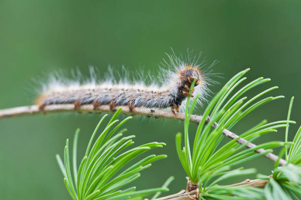 caterpillar de pine processionary - branch caterpillar animal hair insect fotografías e imágenes de stock