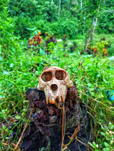 istock The skull of a monkey 1658243285