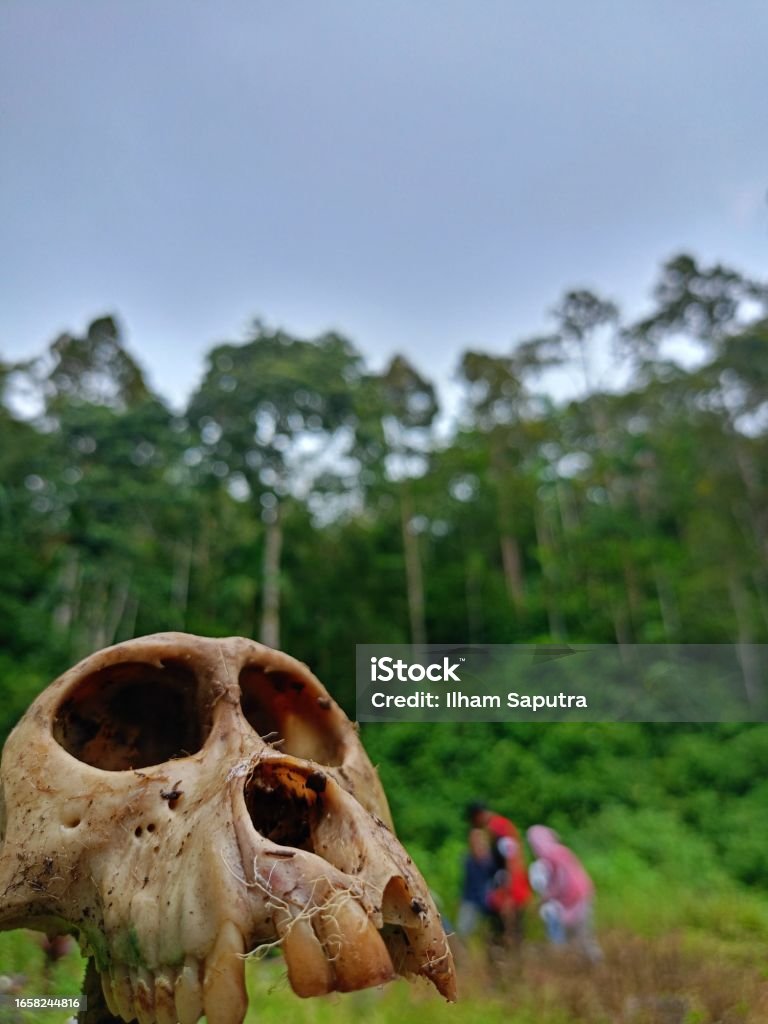 The skull of a monkey The skull of a monkey found in the burial place looks scary Evolution Stock Photo The skull of a monkey The skull of a monkey found in the burial place looks scary Evolution Stock Photo