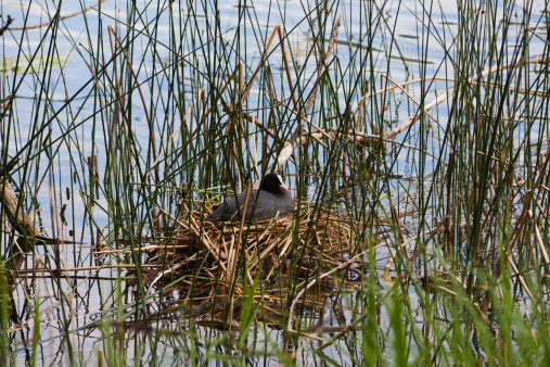 Eurasian coot on a nest.
