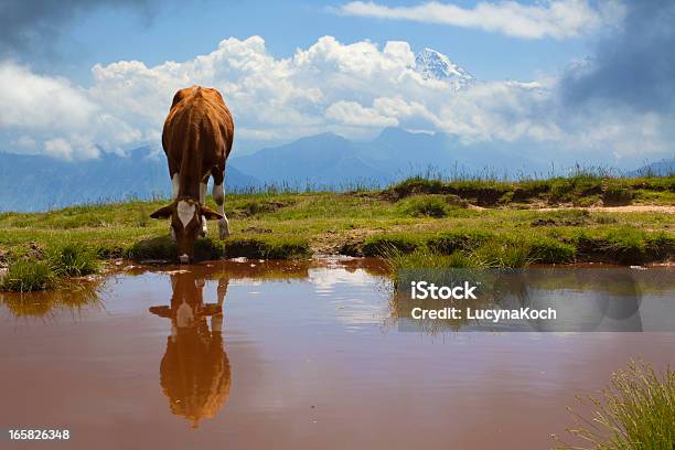 Alpine See Mit Trinken Kuh Stockfoto und mehr Bilder von Hausrind - Hausrind, Kuh, Wasser
