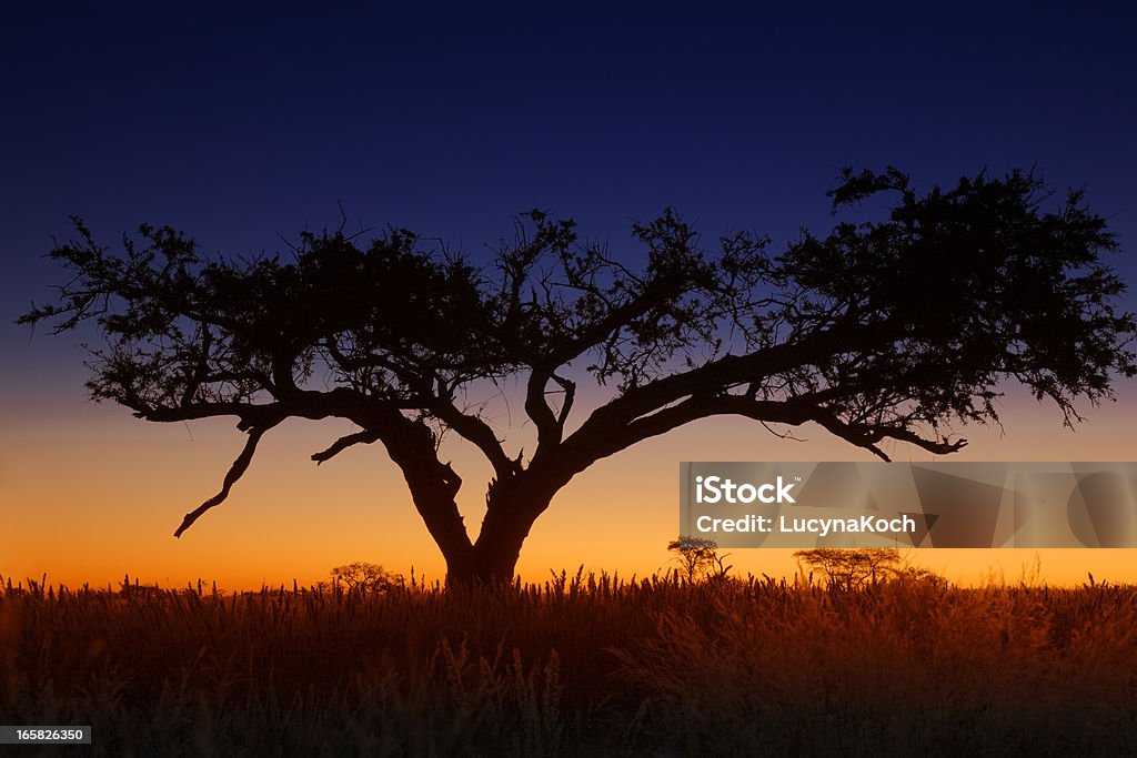 Sonnenuntergang in Afrika. - Lizenzfrei Afrika Stock-Foto