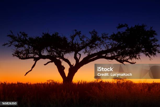 Sonnenuntergang In Afrika Stockfoto und mehr Bilder von Afrika - Afrika, Strauch, Sonnenuntergang